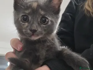 Mixed Breed cats 3 beautiful playful kittens for sale. - Advert 1