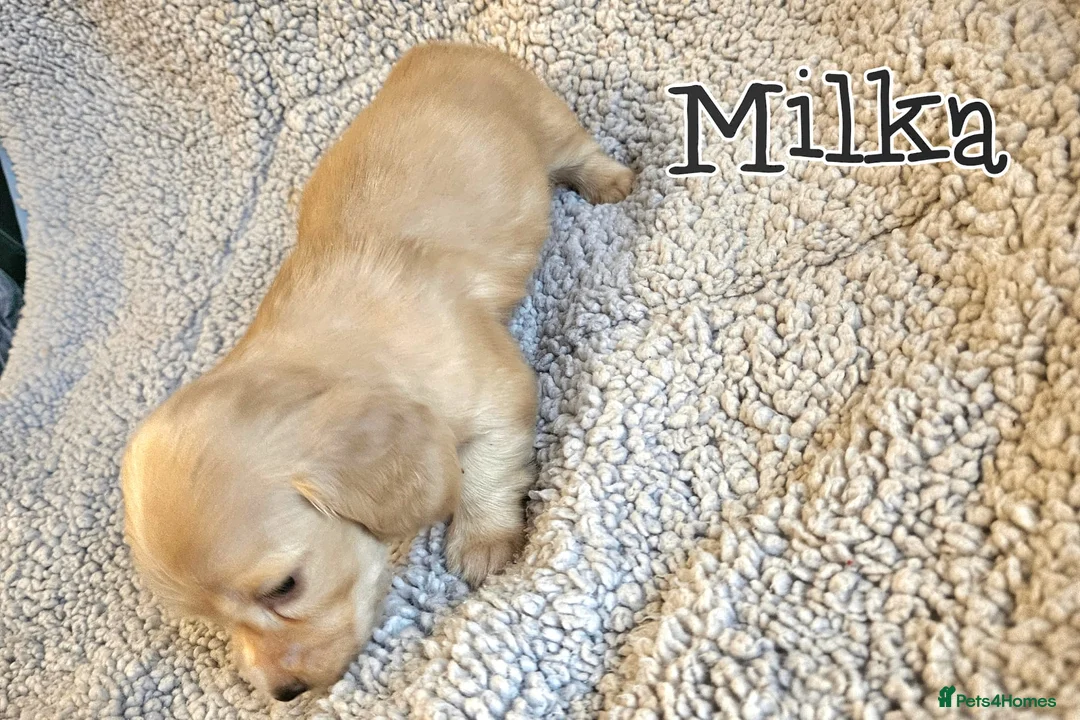 Miniature Dachshund dogs for sale: Cream dachshund  - Advert 12