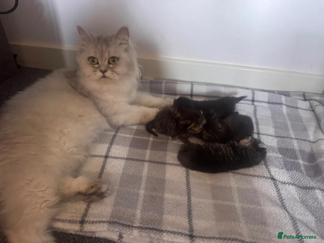 Persian cats for sale: Persian kittens - Advert 11