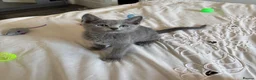 Russian Blue cats for sale: PURE PEDIGREE RUSSIAN BLUE KITTENS INSTAGRAM STARS - Advert 6