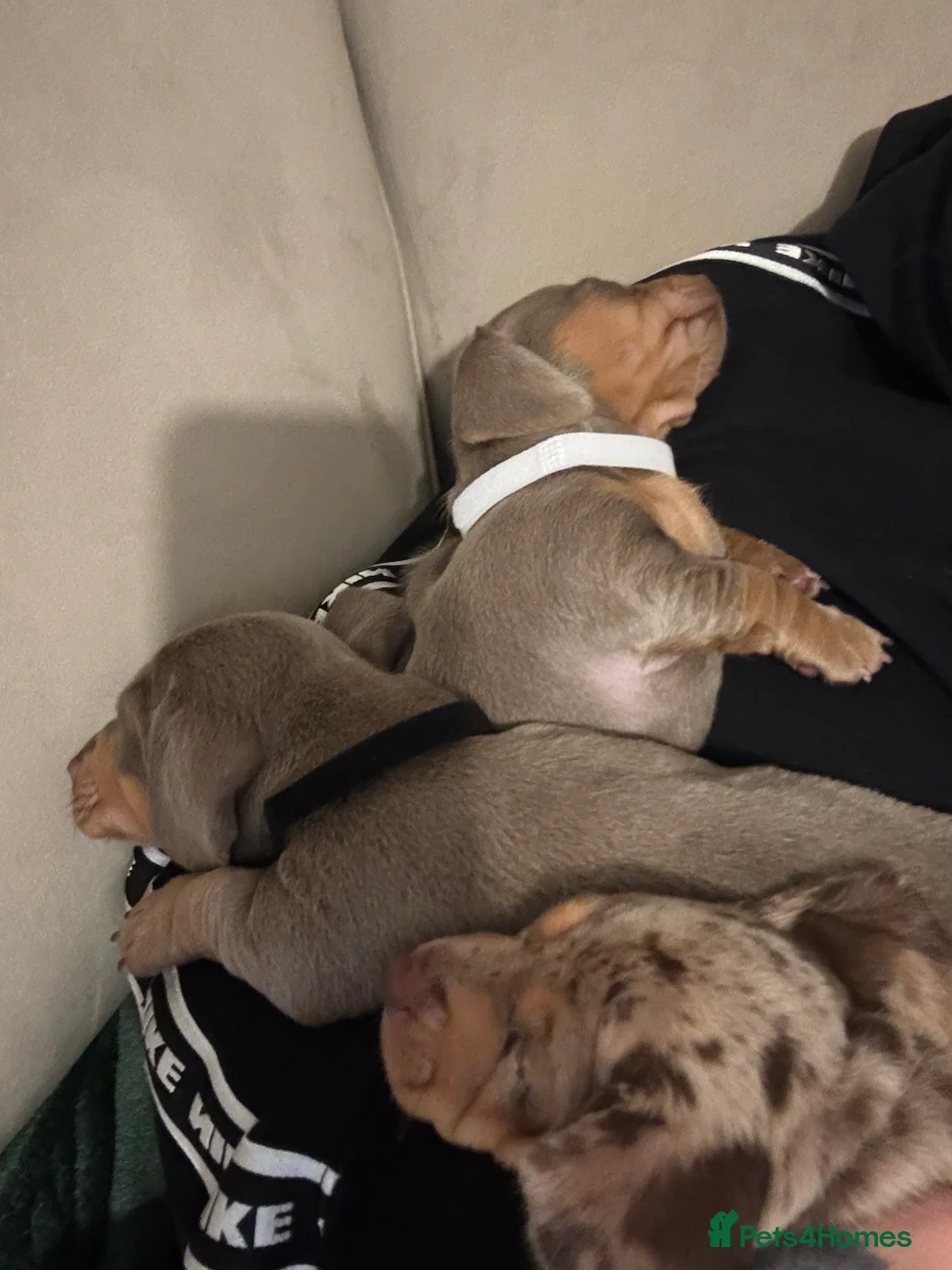 Miniature Dachshund dogs for sale: 2 beautiful Isabella and tan mini dachshunds  - Advert 14