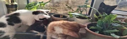 Mixed Breed cats for sale: Adorable kittens looking for loving homes - Advert 22