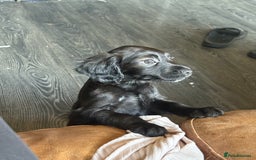 Cocker Spaniel dogs for sale: cockerspaniels  - Image 5