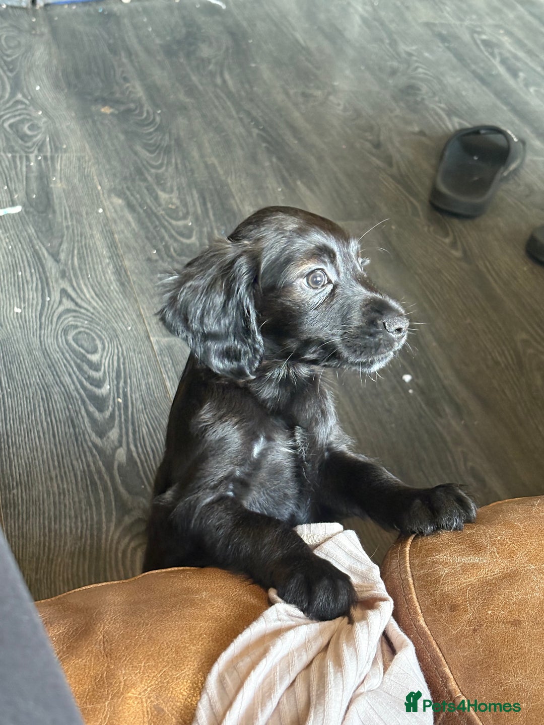 Cocker Spaniel dogs for sale: cockerspaniels  - Image 5