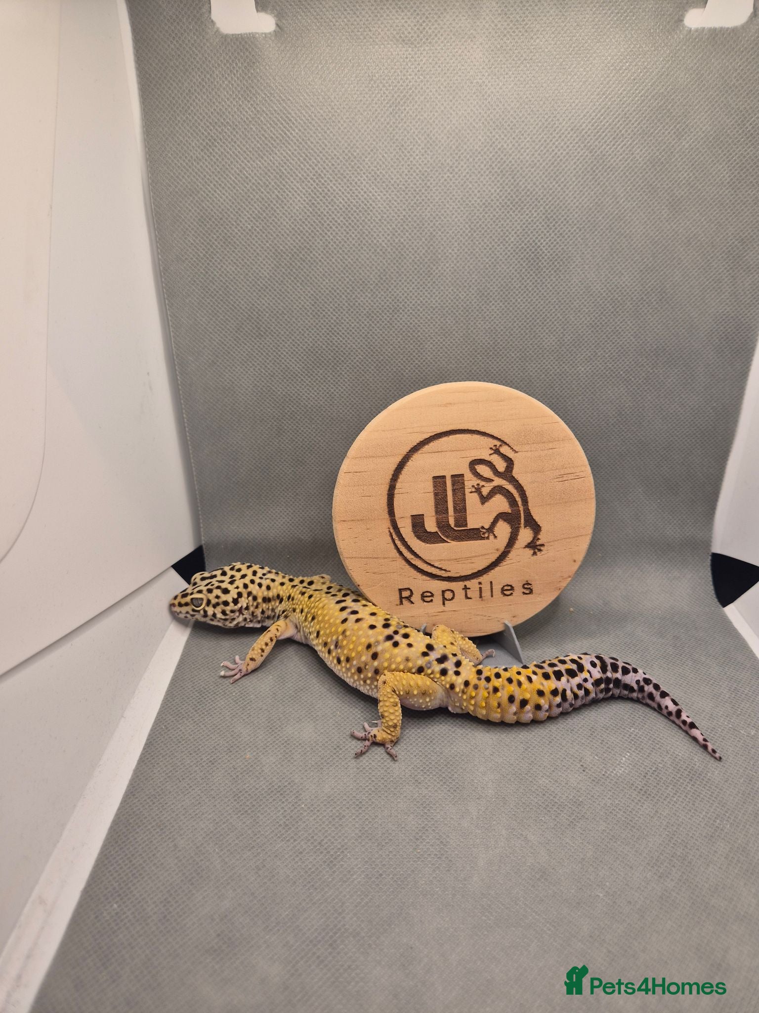 Leopard Gecko reptiles 4 leopard geckos for sale  - Advert 2