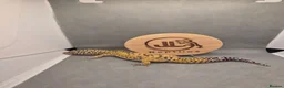 Leopard Gecko reptiles for sale: 4 leopard geckos for sale  - Advert 1