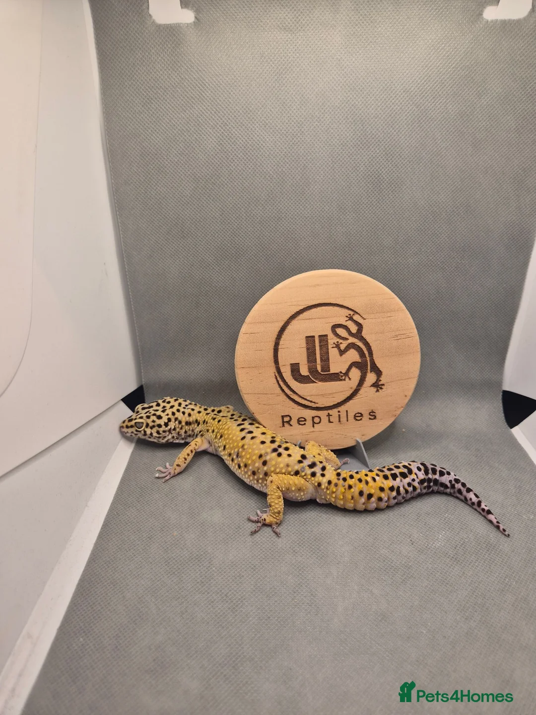 Leopard Gecko reptiles for sale: 4 leopard geckos for sale  - Advert 1