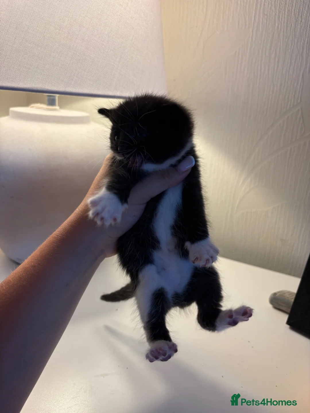 Mixed Breed cats for sale: 5 kittens available end of August  in Bradford - Advert 7