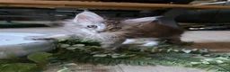 Maine Coon cats for sale: Pure Breed Mainecoon Therapy Kittens - Advert 17