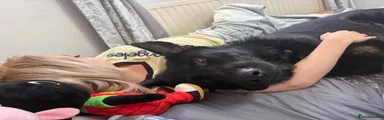 German Shepherd 1