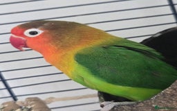Lovebirds birds for sale: 2 lovebirds for sale - Image 4