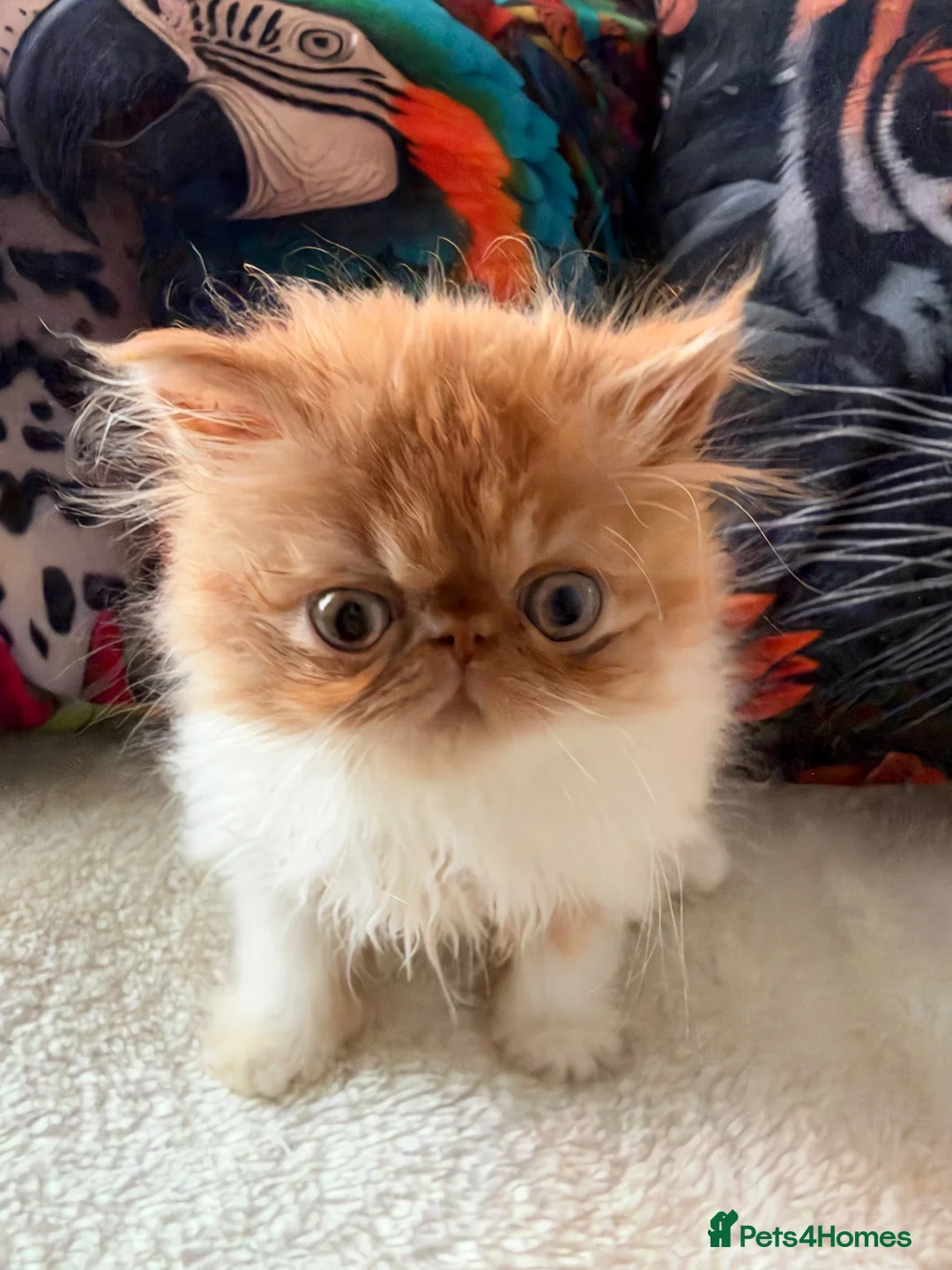 Persian cats for sale: Persian kittens - Advert 1