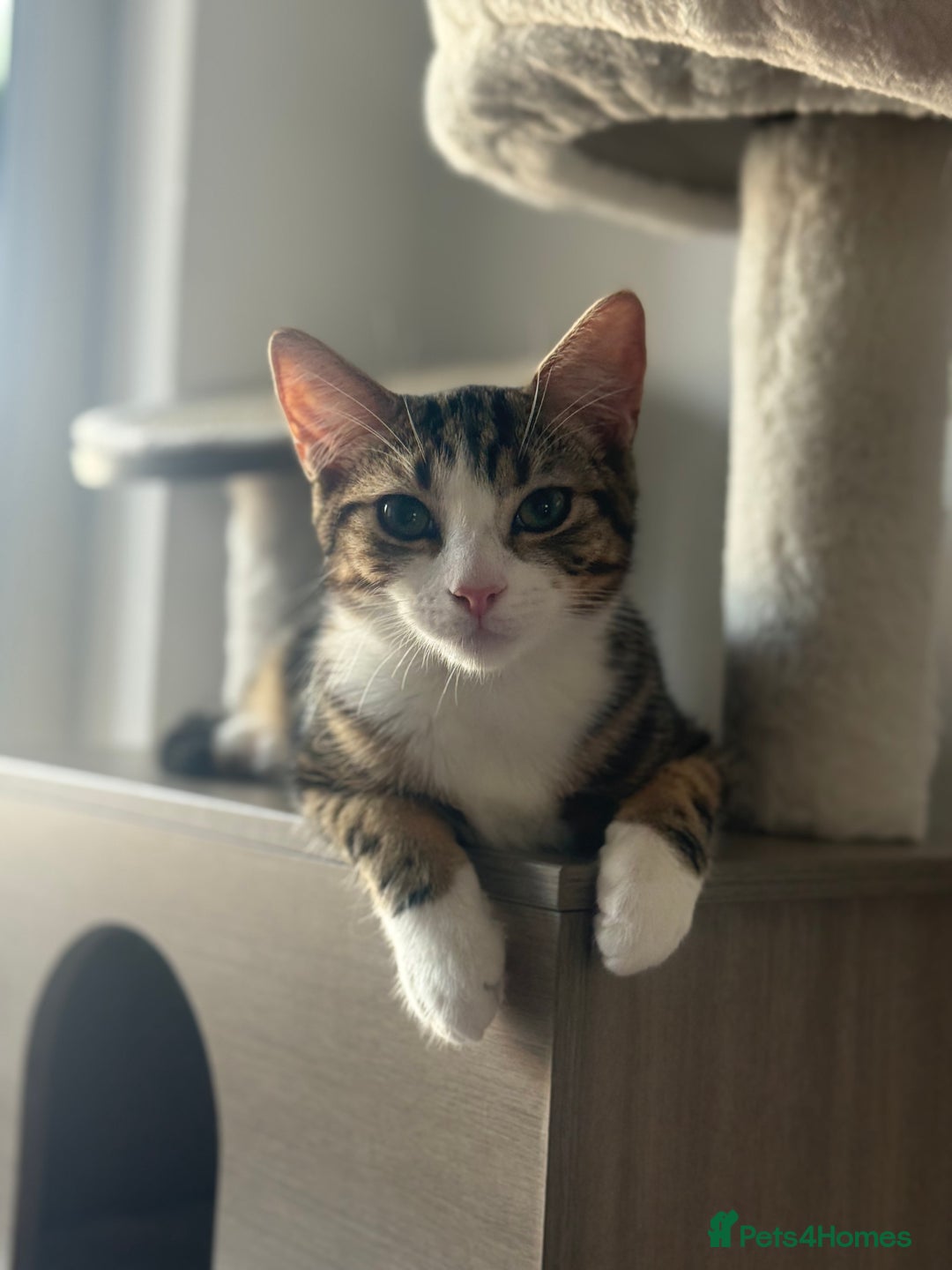 Domestic Shorthair cats for sale:  💞 Bonded Pair of Cuddly House Cats–7mo & 1yr Old - Image 5