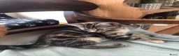 Mixed Breed cats for sale: Two beautiful kittens for sale - Advert 5