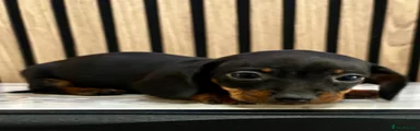 Miniature Dachshund Puppy 4