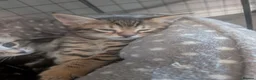 Mixed Breed cats for sale: Beautiful mainecoon/savannah - Advert 3