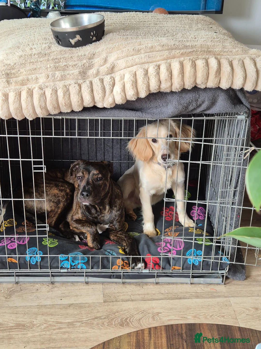 Cockapoo dogs for sale: 8mth Cockerpoo - Advert 2