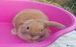 Mini Lop rabbits for sale: Female and Male Baby Minilops: Pretty Colours - Image 8