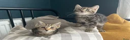 Domestic Shorthair cats for adoption: Ash & Etta, 4 month old kitten pair - Advert 8