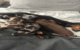 Miniature Dachshund dogs for sale: Venus is a mama to 5! - Image 2