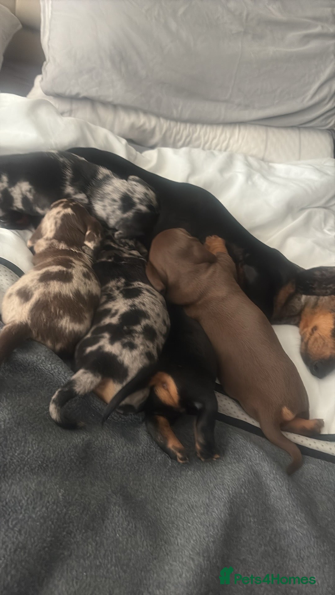 Miniature Dachshund dogs for sale: Venus is a mama to 5! - Image 2