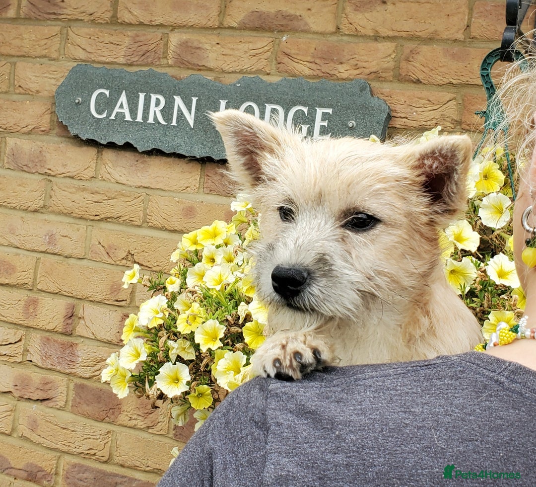 Cairn Terrier dogs for sale: Brother & Sister Looking for Loving Homes - Image 6