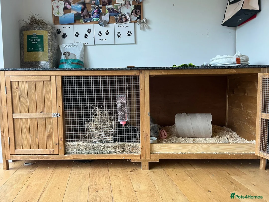 Mini Lop rabbits for sale: 1 mini lop and 1 lop eared rabbit with hutch  - Advert 13