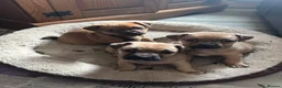 Mixed Breed dogs for sale: Gorgeous little pug mix puppies in Dungannon - Advert 10
