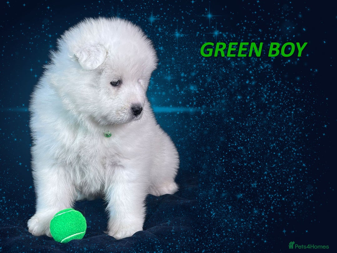 Samoyed dogs for sale: Puppies from three times champion father - Advert 8