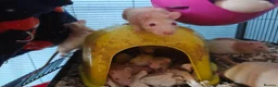 Rat rodents for sale: Rats! Male and female - Advert 4
