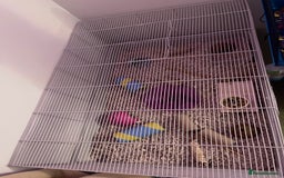 Hamster rodents for sale: Russian dwarf hamster cage included  - Advert 2