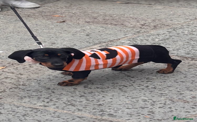 Dachshund dogs - Advert 5
