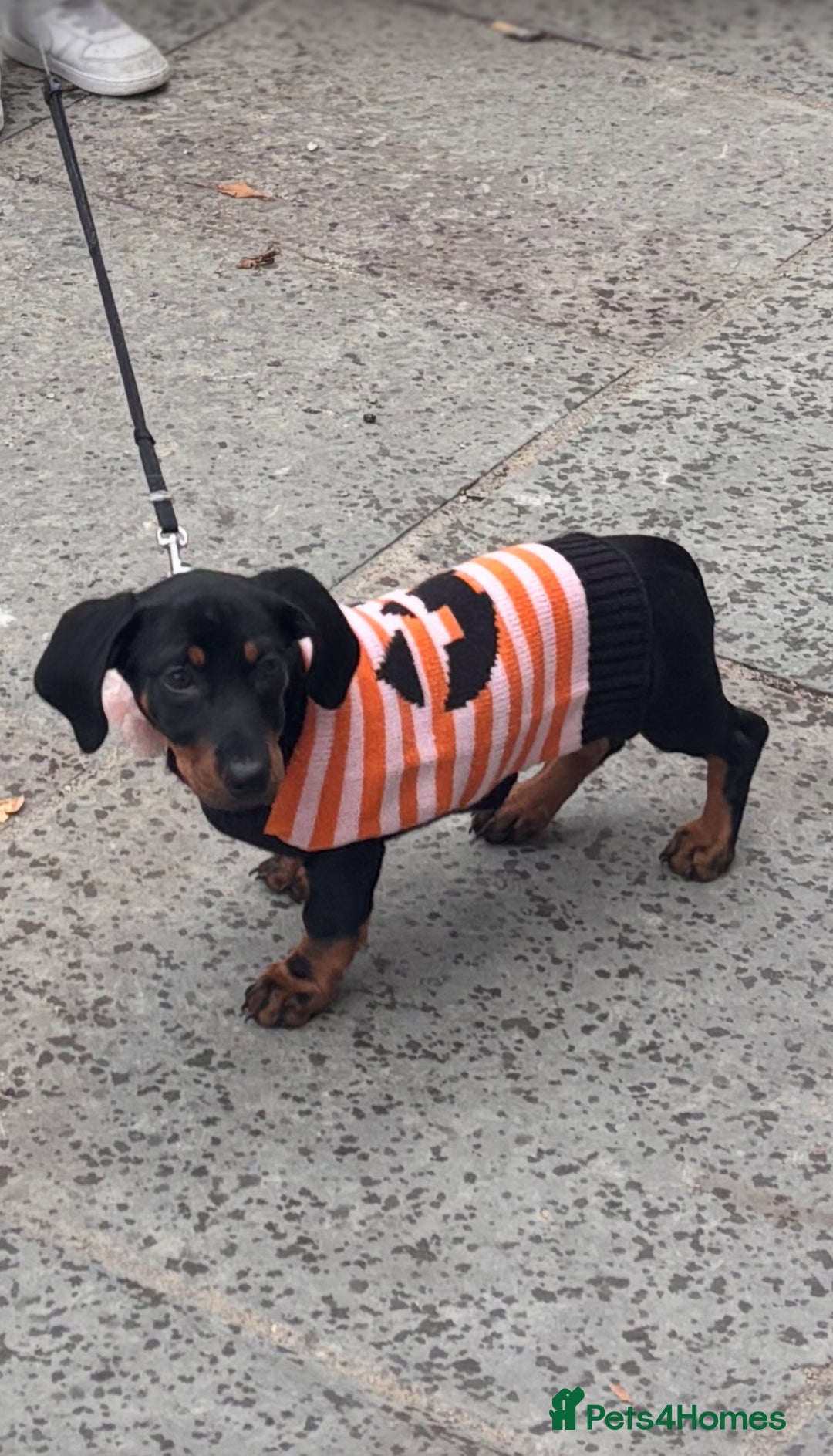 Dachshund dogs for sale: Dachshund Puppy - Image 1