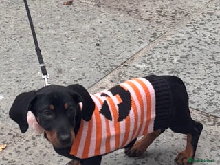 Dachshund dogs - Advert 6