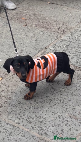 Dachshund dogs - Advert 2
