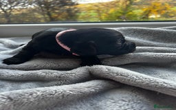 Cocker Spaniel dogs for sale: ✨ Cuddles Await from our Cocker Spaniel Pups  - Image 30