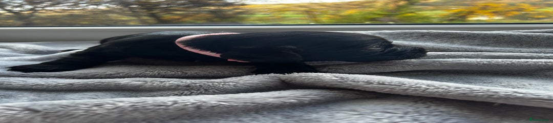 Cocker Spaniel Puppy 1