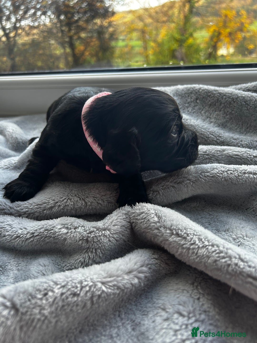 Cocker Spaniel dogs for sale: ✨ Cuddles Await from our Cocker Spaniel Pups  - Image 30