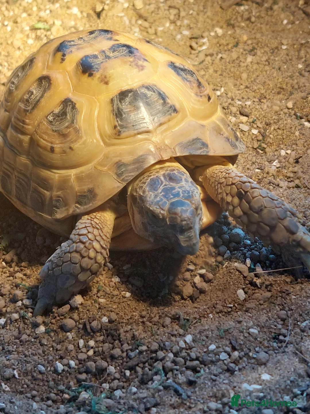Tortoise reptiles for sale: Horsefield tortoises  in Coalville - Advert 1