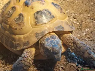 Tortoise reptiles Horsefield tortoises - Advert 12
