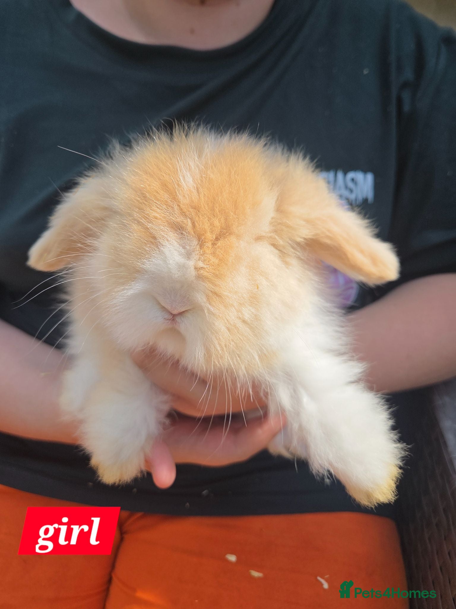 Angora rabbits Teddywidders ready to go now  - Advert 2