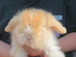 Angora rabbits Teddywidders ready to go now - Advert 6