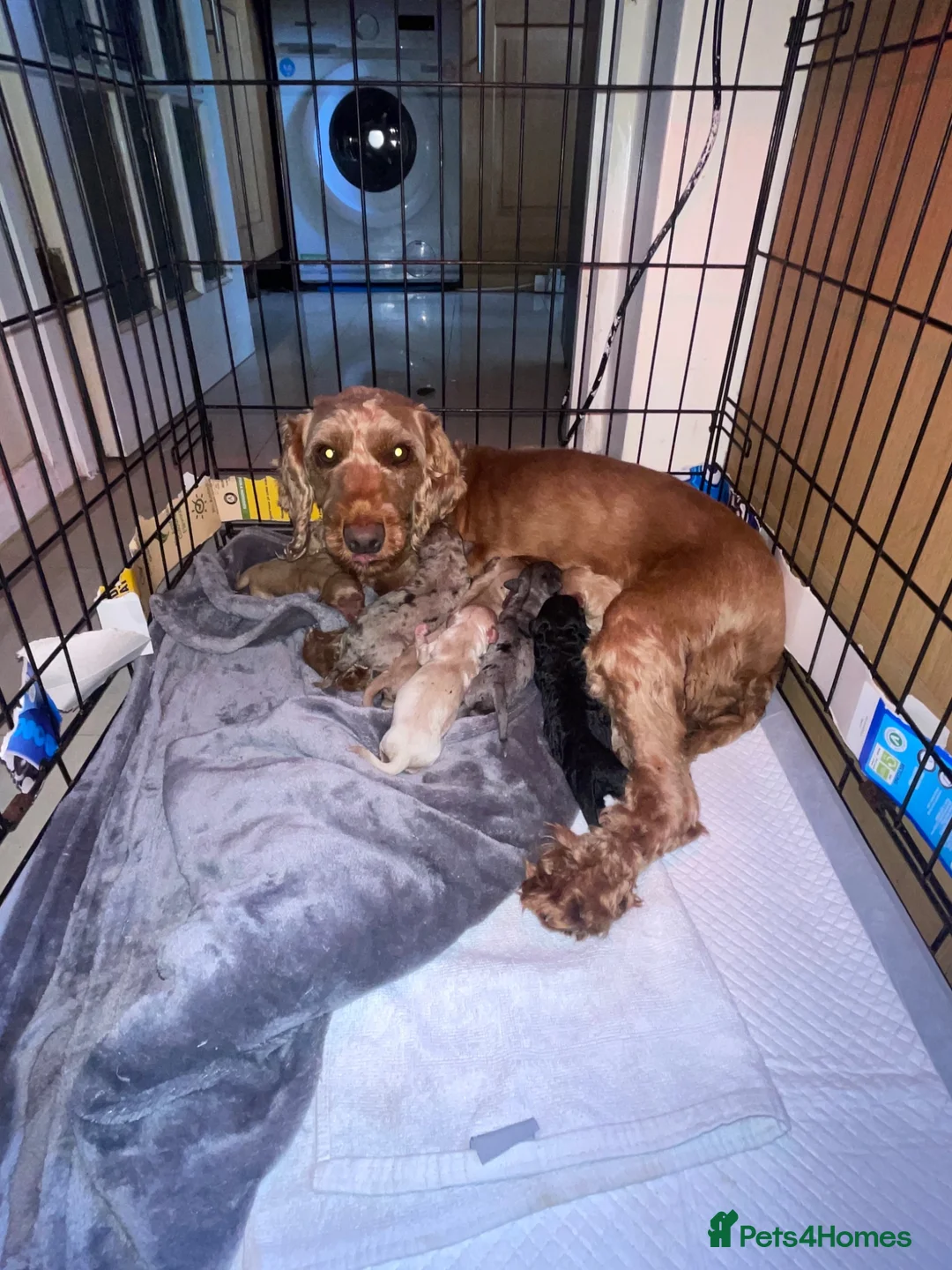 Cockapoo dogs for sale: Cuddly Curly Cockapoo puppies - ready for new 🏠  - Advert 9