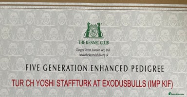 Staffordshire Bull Terrier dogs 🥇 EXODUSBULLS GRAND CHAMPION YOSHI PUPS🏆 - Advert 11