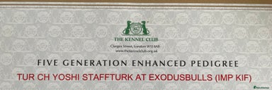 Staffordshire Bull Terrier dogs 🥇 EXODUSBULLS GRAND CHAMPION YOSHI PUPS🏆 - Advert 2