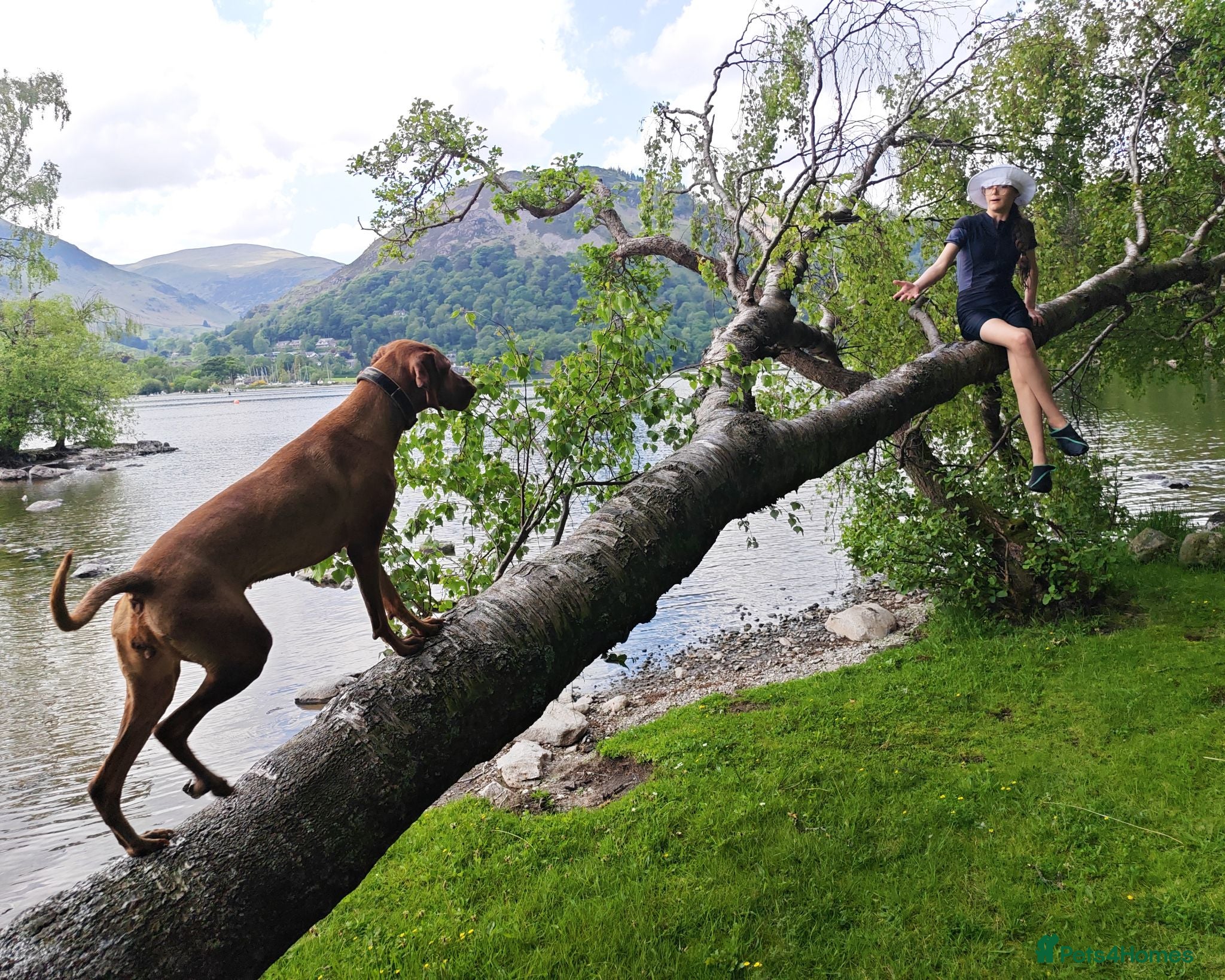 Hungarian Vizsla dogs Beautiful pedigree Hungarian vizsla litter of 9  - Advert 1