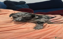 Maltipoo dogs for sale: Maltipoo rare merle colours  - Image 11