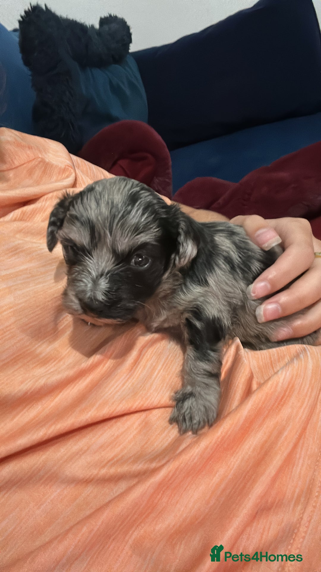 Maltipoo dogs for sale: Maltipoo rare merle colours  - Image 11