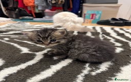 Perdoll cats for sale: Rare Perdolls  - Image 12