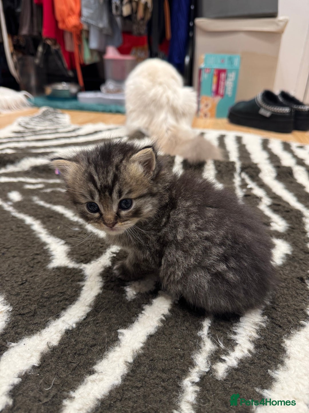 Perdoll cats for sale: Rare Perdolls  - Image 12